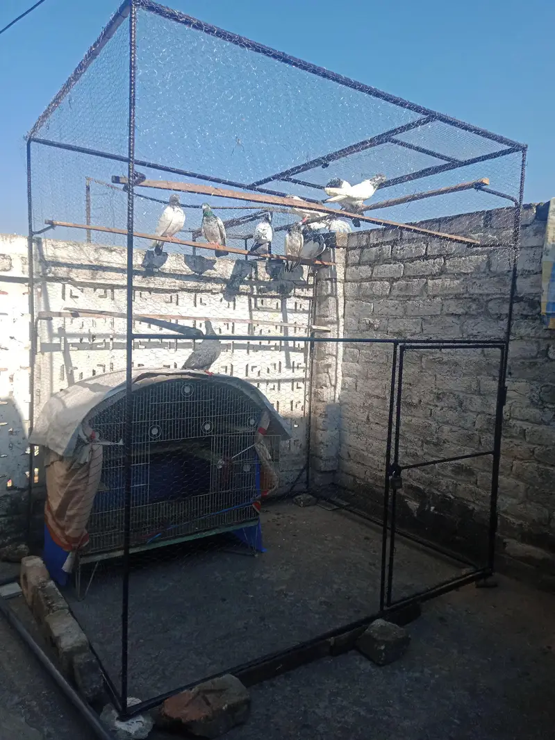 Cage /pigeon/Birds/pet's — photo 4
