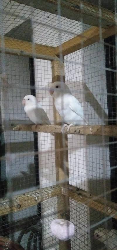 Albino Red eyes Breader 4 pair with babies and eggs warenty With cage