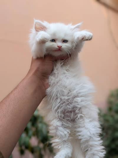 White female kitten  long coat  blue eyes