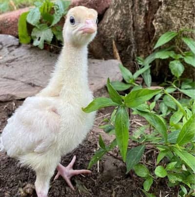 Turkey chicks