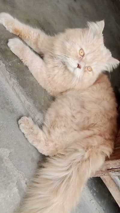persian male cat