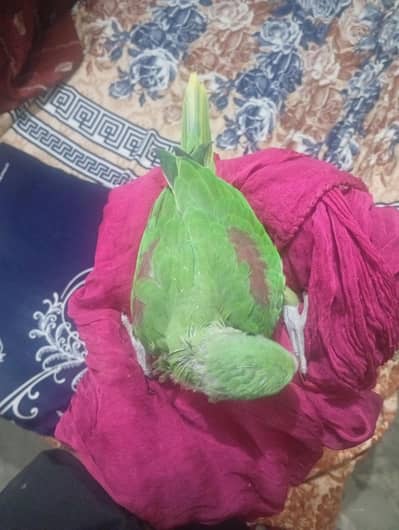 mashallah very nice baby