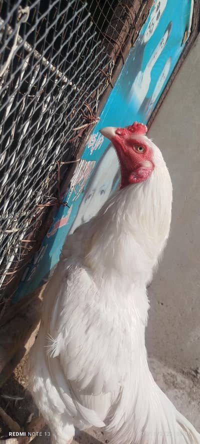 White Heera male for sale