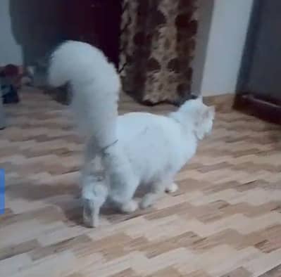 breeder Male . female . kittens for sale