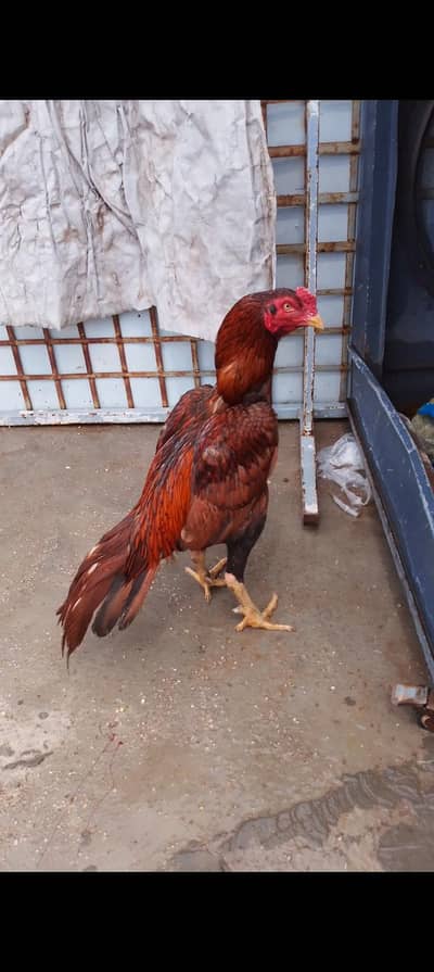 Aseel murga or murgiya forsale hain