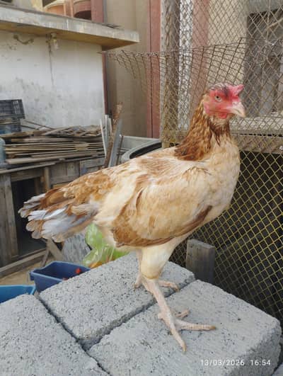 high Quality Aseel for sale