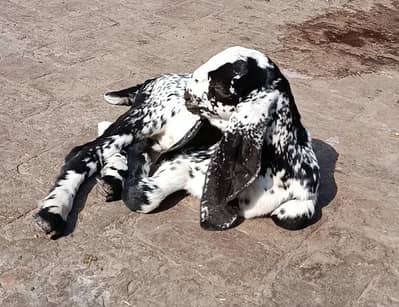 Breeder Quality Kids