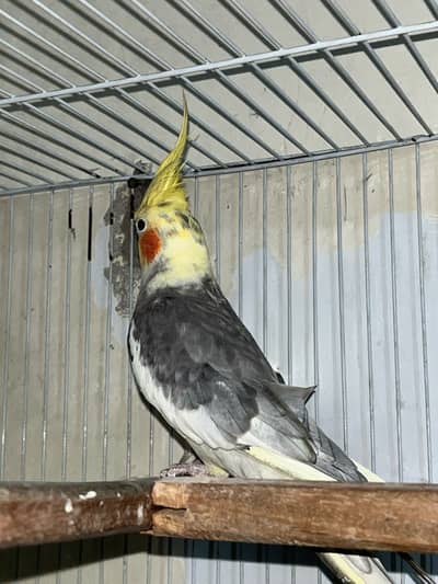 Cockatiel exhibition line male phly description read kry