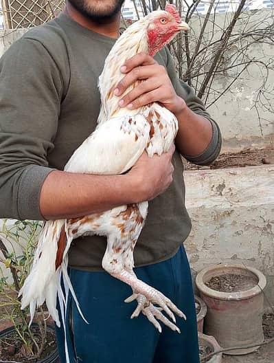 High Quality Aseel for sale