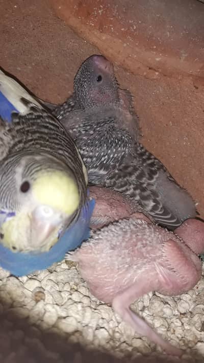 High Quality Breeder Asteralian Parrots For Sale