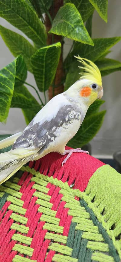 Cocktail Handtame All Parrots