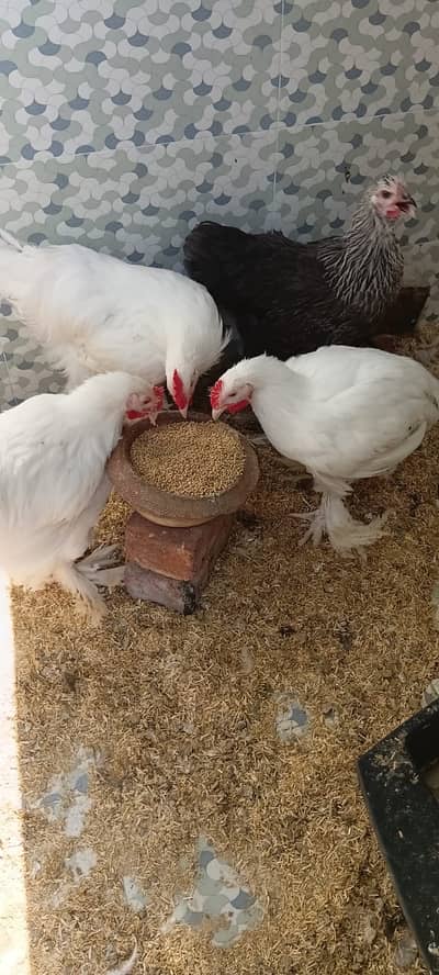 White Buff and Black Buff - White Heavy Buff