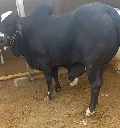 Pure Cholistani Bachray
