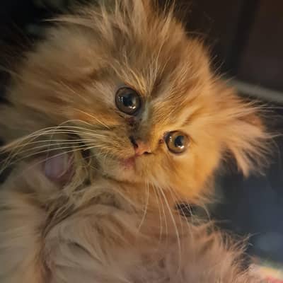 Persian kittens