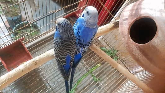 Breeding Pair Parrots for Sale ا
