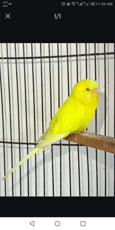 Red eye king size loc al rehman garden phase 2