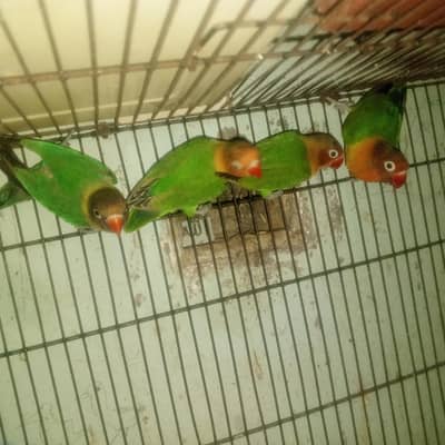 love birds for sale resalable price  cage free