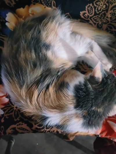 Fully vaccinated and trained cat for sale.