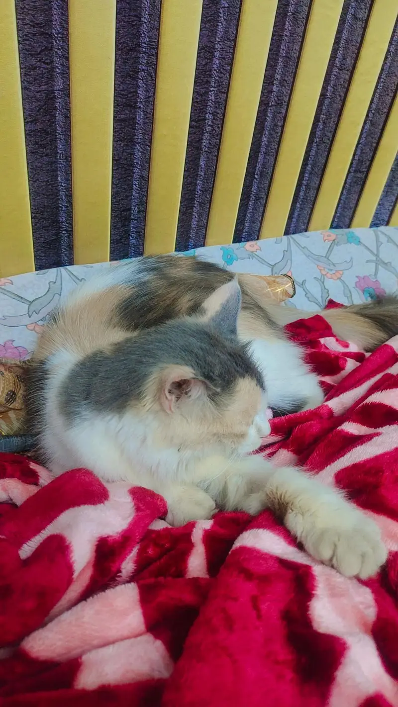 Fully vaccinated and trained cat for sale. — photo 2