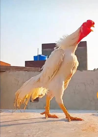 Parrot Beak [0326-8999927]