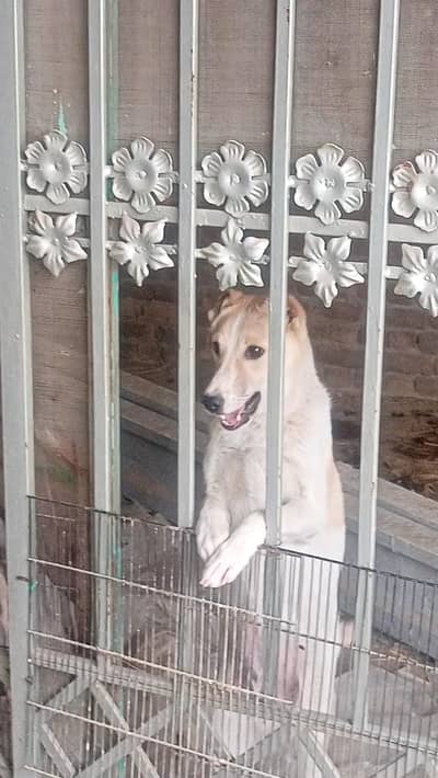 Afghani kuchi male best security trained