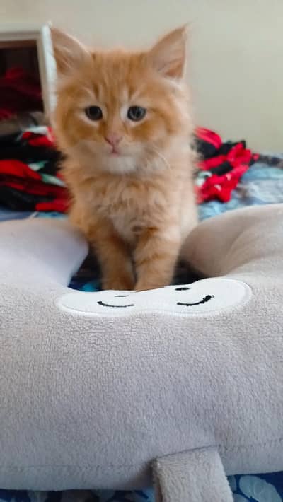 Well-Trained Indoor Cat for Loving Home