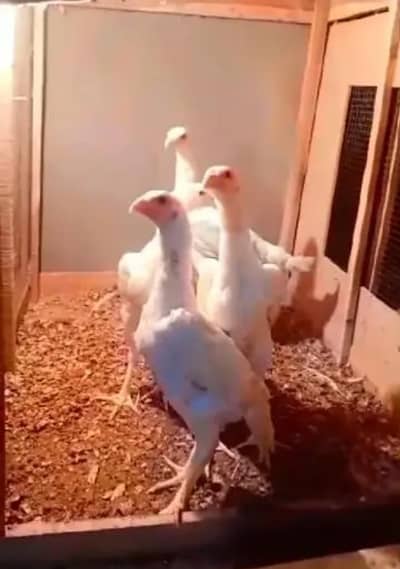 Shamoo Females [03268999927]