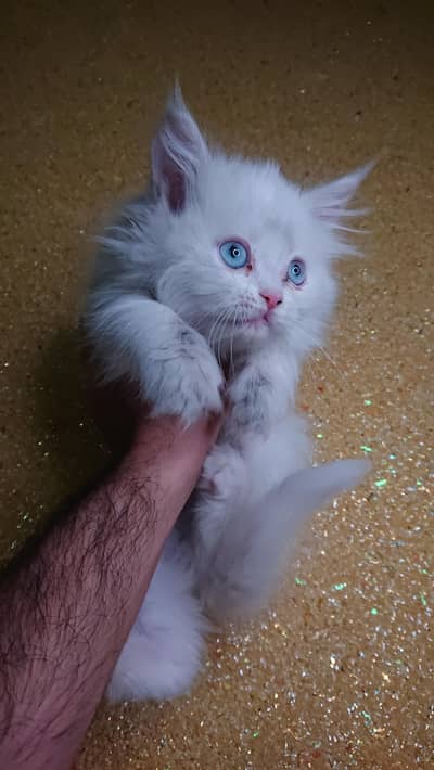 Persian kitten
