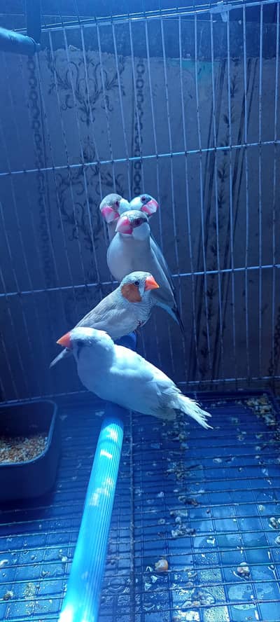 finches Fancy Florida Male Cw female Fawn Java Silver Java Male  5 PCs