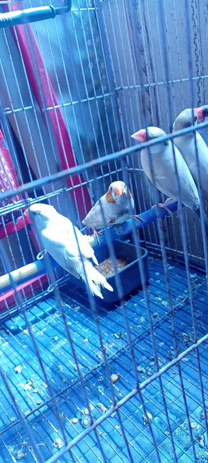 finches Fancy Florida Male Cw female Fawn Java Silver Java Male 5 PCs ...