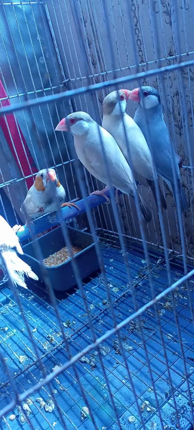 finches Fancy Florida Male Cw female Fawn Java Silver Java Male  5 PCs