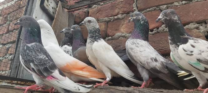 Neelay lakhy goldan Parvazi kabotar for sale