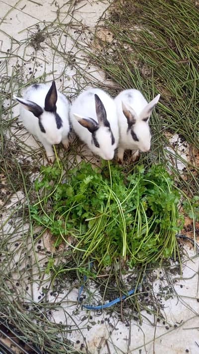 Newzeland Bunnies