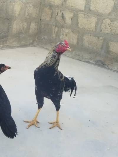 aseel murga or murgi