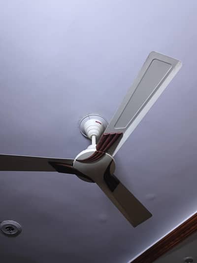 Royal fan in excellent condition