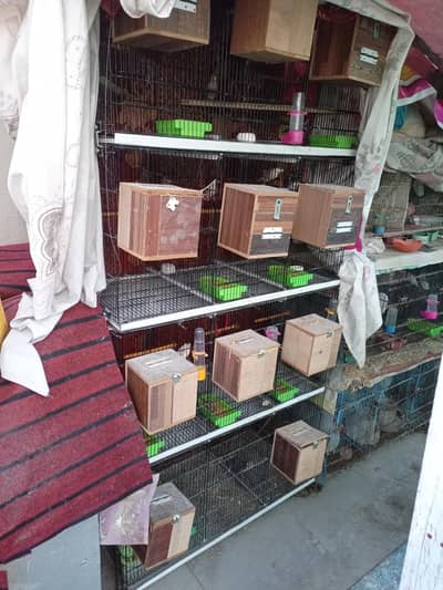 Fawn Java breeder pairs with cage