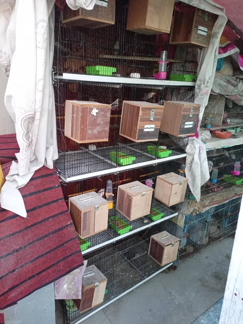 Fawn Java breeder pairs with cage 0