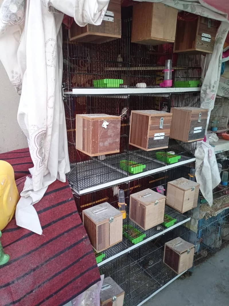 Fawn Java breeder pairs with cage 1