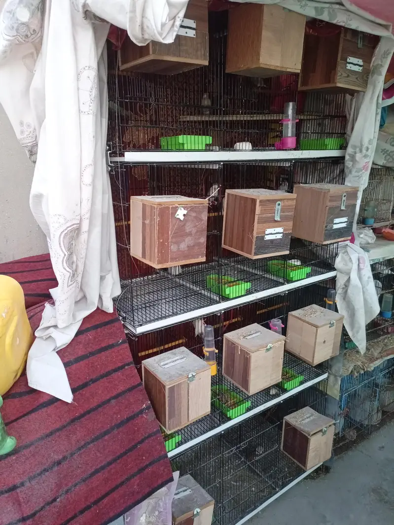 Fawn Java breeder pairs — photo 2