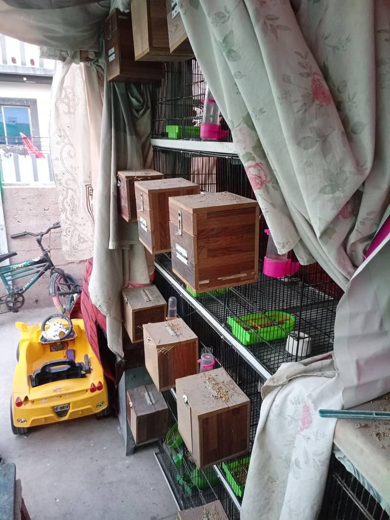 Fawn Java breeder pairs with cage 2