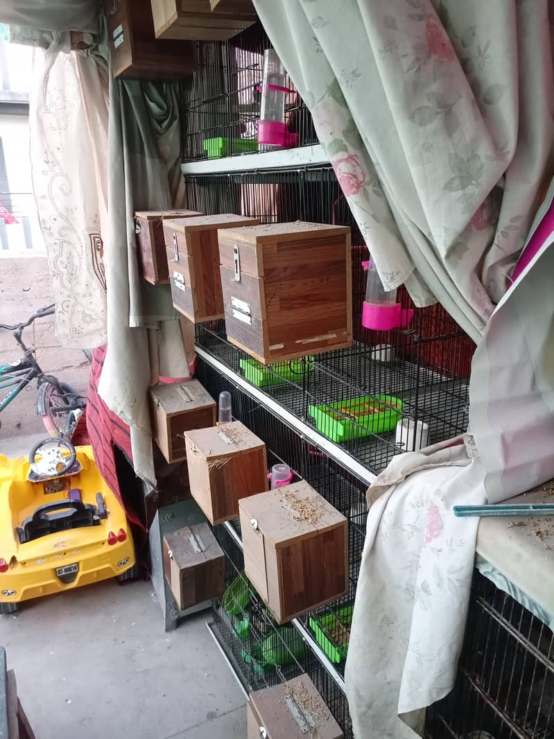 Fawn Java breeder pairs with cage 3