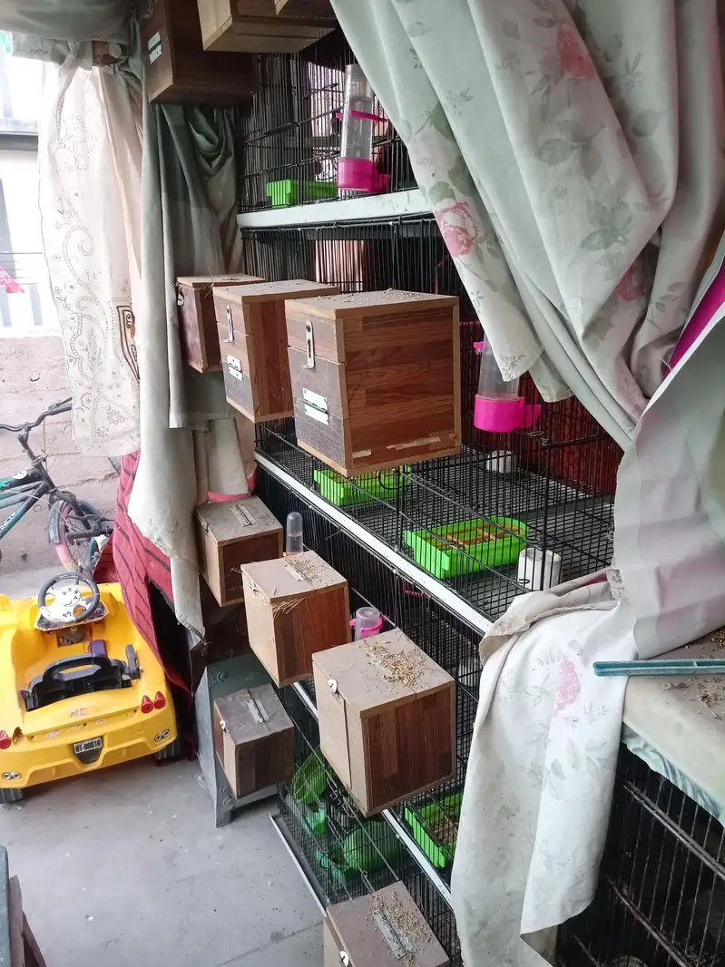 Fawn Java breeder pairs — photo 4