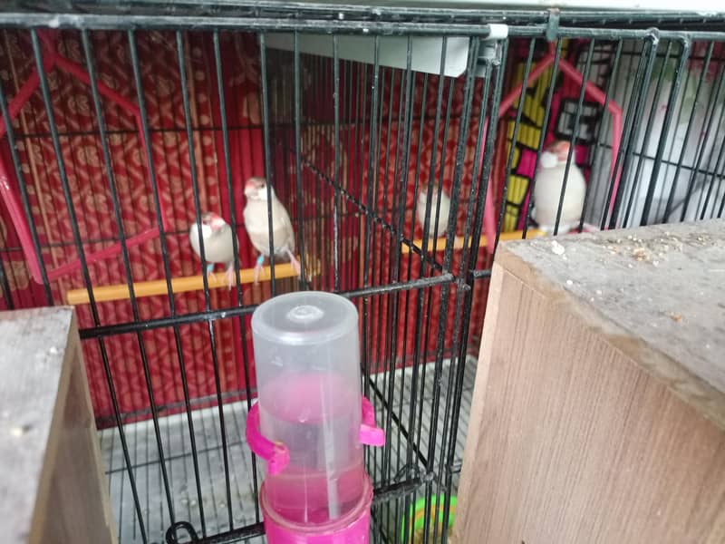 Fawn Java breeder pairs with cage 4