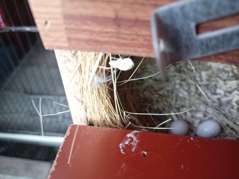 Fawn Java breeder pairs with cage 5