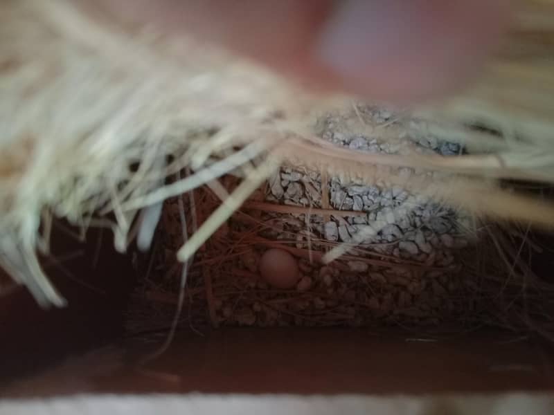 Fawn Java breeder pairs with cage 7