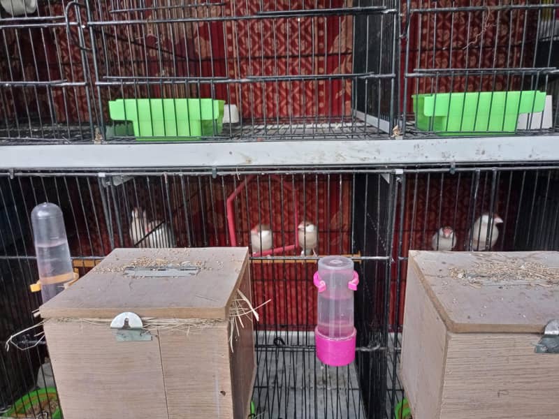 Fawn Java breeder pairs with cage 8