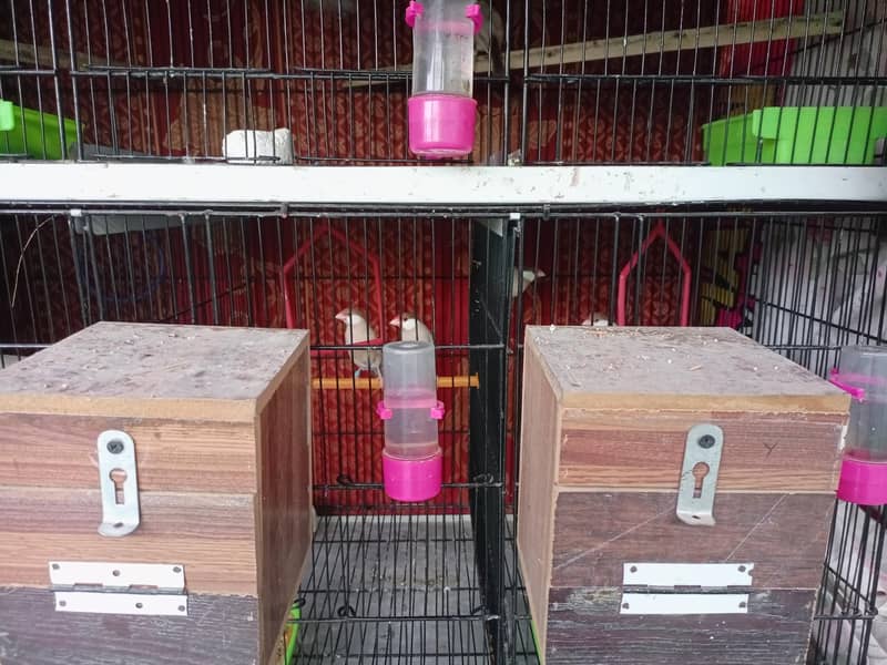 Fawn Java breeder pairs with cage 9