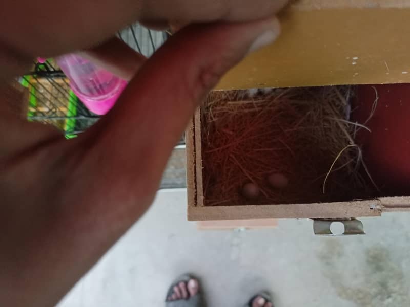 Fawn Java breeder pairs with cage 10