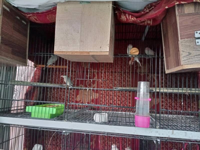 Fawn Java breeder pairs with cage 11