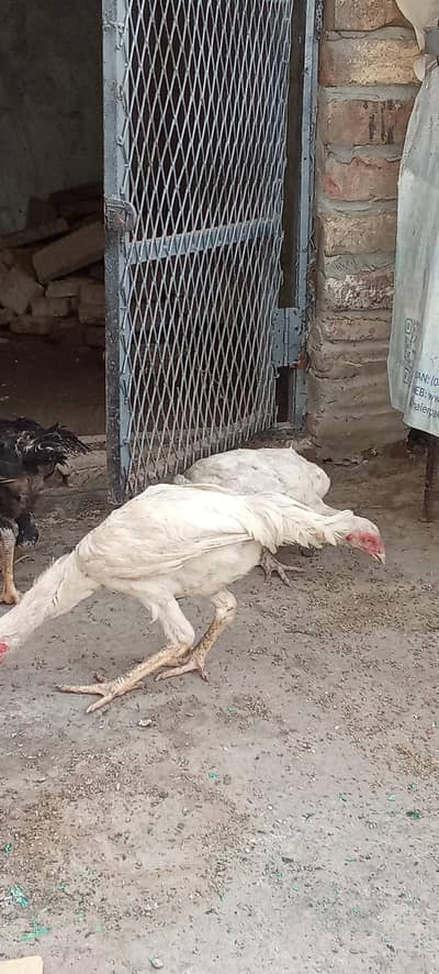 Heera aseel 3murgy or ak murgi